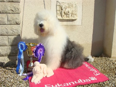 From clear spring - EL AMIGO BEST IN SHOW