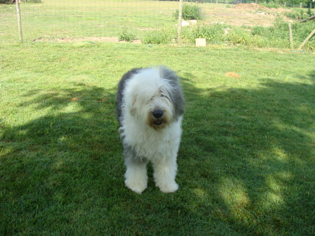 Tutti frutti From clear spring